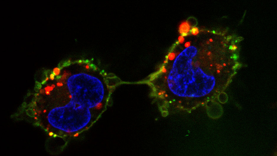 Cells under the microscope